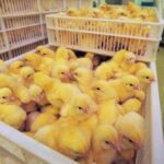 Инкубационное яйцо бройлера КОББ 500 (Венгрия)
