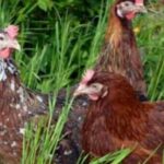 Инкубационное яйцо Доминант Куропатчатый
