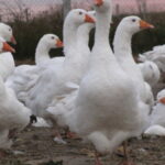 Инкубационное яйцо гуся породы Легарт Датский