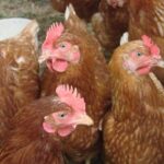 Инкубационное яйцо несушки Хайсекс Браун
