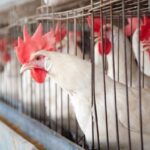 Инкубационное яйцо несушки Хайсекс Вайт