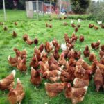 Инкубационное яйцо несушки Ломан Браун