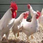 Инкубационное яйцо несушки Ломан Вайт