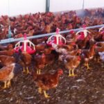 Инкубационное яйцо породы Тетра H