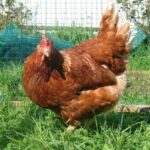 Инкубационное яйцо породы Редбро