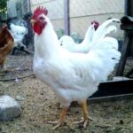 Инкубационное яйцо породы Геркулес
