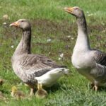 Инкубационное яйцо гуся породы Крупный Серый