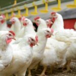 Инкубационное яйцо бройлера КОББ 500 (Украина)